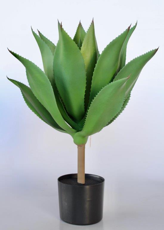 Tall Aloe Plant In Pot